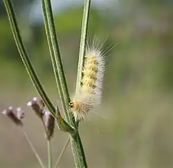 Caterpillar