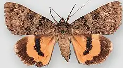 Catocala luciana shining underwing