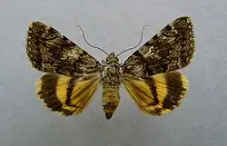 Catocala nymphagoga oak yellow underwing