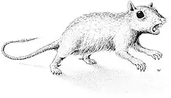 Drawing of Catopsbaatar, resembling a squirrel