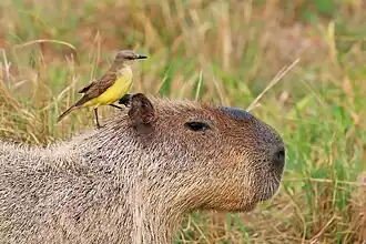 Perched on capybara