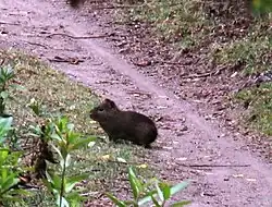 Black guinea pig