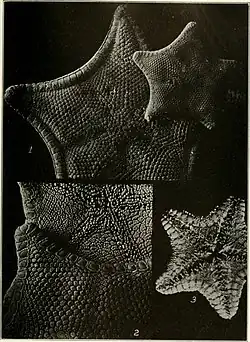 "Ceramaster arcticus"' (1 and 2) and "Pseudarchaster parelii alascensis" (3)