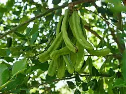 Green carob fruit pods on tree, 15 cm (6 in) long