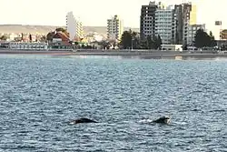 View of Puerto Madryn from the bay with a southern right whale.