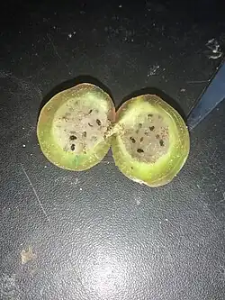 Cereus phatnospermus fruit cut open