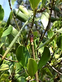 Ribbed hypocotyls on fruit