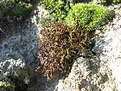 a bronzy mass of intricate branches, ending in short, stubby fingers mounted on a white rock