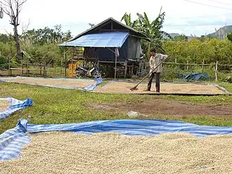 Coffee drying on the Bolaven Plateau