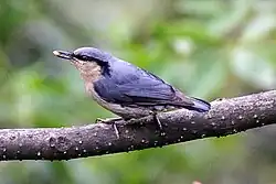 A white and grey bird eating a seed while perching on the branch of tree