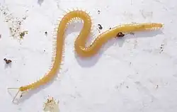 Image 4Among the centipedes, all members of the Geophilomorpha are constrained by a developmental bias to have an odd number of segments, whether as few as 27 or as many as 191. (from Evolutionary developmental biology)