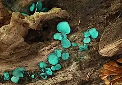 Green Elfcup or Green Wood Cup Chlorociboria aeruginascens, family: Chlorociboriaceae (photo: Holger Krisp)