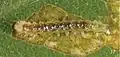 Early-instar larva