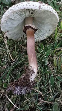 Thick ring of a Chlorophyllum species