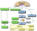 Choline metabolism