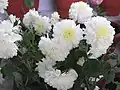 White Chrysanthemum × morifolium, designated imperial personal emblem of Kazuko[4]