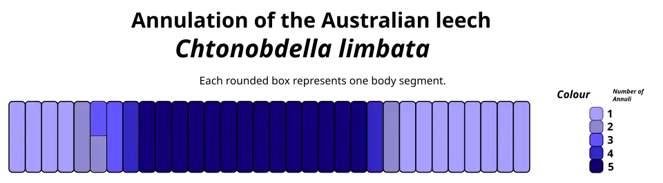 Diagram showing the annulation of C. limbata.
