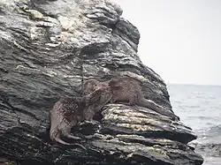 Two marine otters socializing.