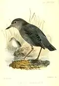 Subspecies C. m. ardesiacus, lithograph by Joseph Wolf, 1867