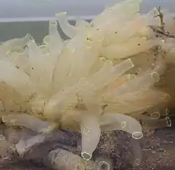 Ciona intestinalis, commonly known as the vase tunicate or as a sea squirt