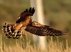 Montagu's Harrier.