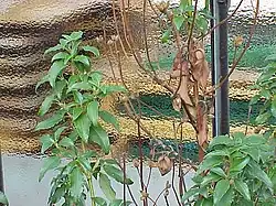 Young branches with the large leaves.