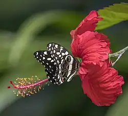 a pair nectaring on hibiscus