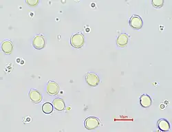 Clavulina spores