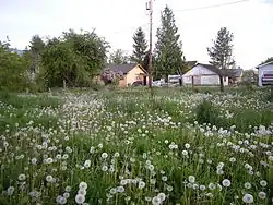Field of flowers with house in the background in Clear Lake, Washington