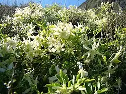 The clematis in flower, with lots of yellowish white blooms