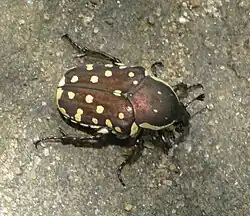 Clinteria chloronota