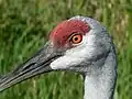 Sandhill crane