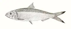 Sardinella atricauda