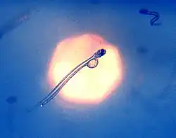 Herring larva imaged with the remains of the yolk and the long gut visible in the transparent animal