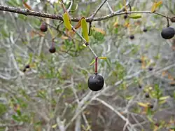 The berries, after turning brown in the summer sun