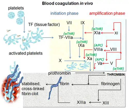 Imagine showing the coagulation, which includes a group of proteins that regulate clotting. DVT risk can be altered by abnormalities in the cascade.