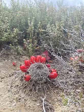 Cochemiea hutchisoniana subsp. louisae fruiting in Guerrero Negro, Baja California Sur, Mexico