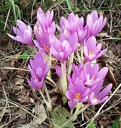 Colchicum autumnale flowers