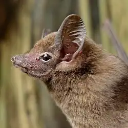Brown bat head
