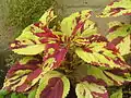 Coleus sp. 1