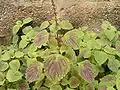 Coleus sp. 6