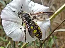 Colpa sexmaculata female