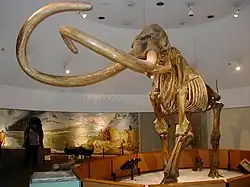 A reconstructed skeleton shaped like an elephant, set within a round exhibit and supported by cables from the ceiling. Lights shine down onto the skeleton, and a woman is viewing a colorful collage against a wall in the background.