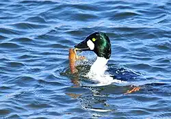 With a northern crayfish (Orconectes virilis)