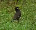 Common myna (Daily)