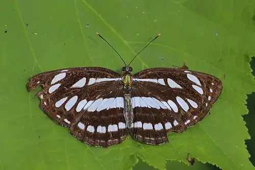 Dorsal view