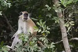 Foraging green monkey in a gallery forest
