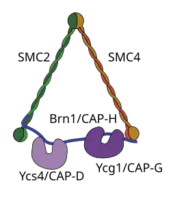 Condensin protein complex.