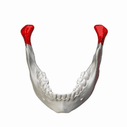 Mandible. Position of condyloid process is shown in red.