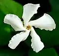Confederate jasmine flower, close
